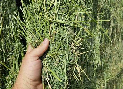 تصویر 4 از قیمت خرید یونجه غذای خر + فروش ویژه